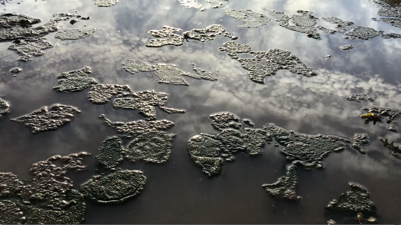 Image is a still from Shelter a video by Minoosh Zomorodinia. Image shows reflective surface of water up close. 
