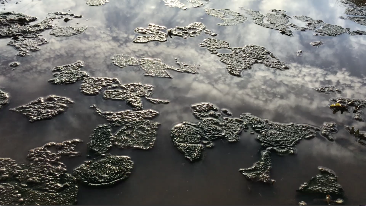 Image is a still from Shelter a video by Minoosh Zomorodinia. Image shows reflective surface of water up close.